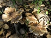 Inocybaceae (fibrecaps)