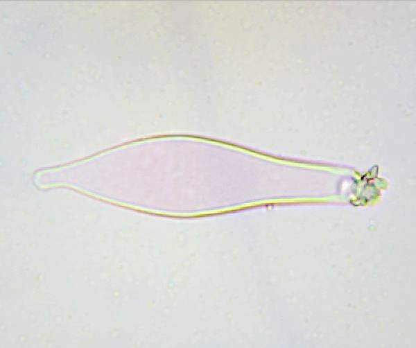 Pleurocystidium of Inocybe sindonia