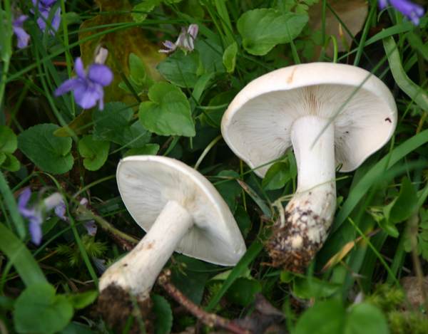 Calocybe gambosa - St George's Mushroom, with violets, England