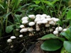 Gymnopus androsaceus - Horsehair Fungus
