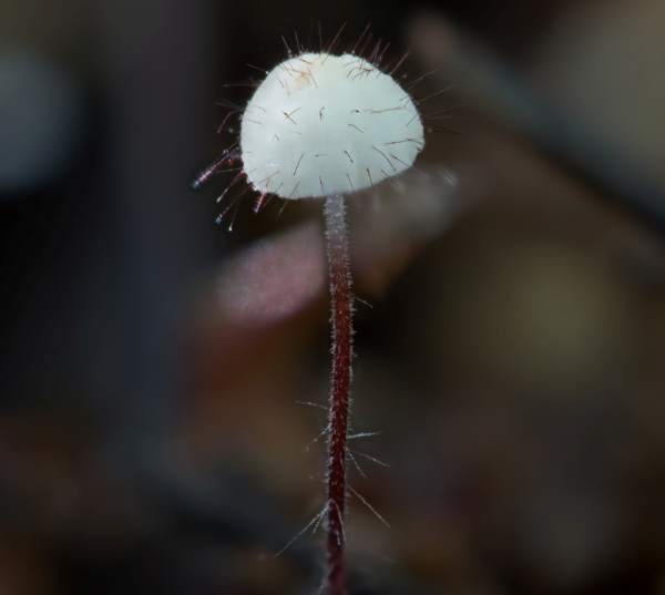 Marasmius hudsonii - Holly Parachute, England