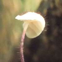 Cap of Marasmius hudsonii - Holly Parachute