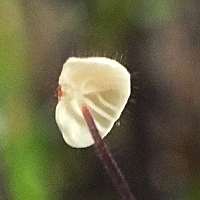 Gills of Marasmius hudsonii - Holly Parachute
