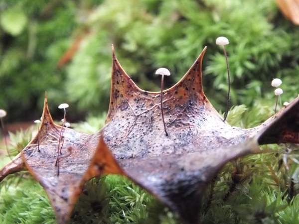 Marasmius hudsonii - Holly Parachute, New Forest
