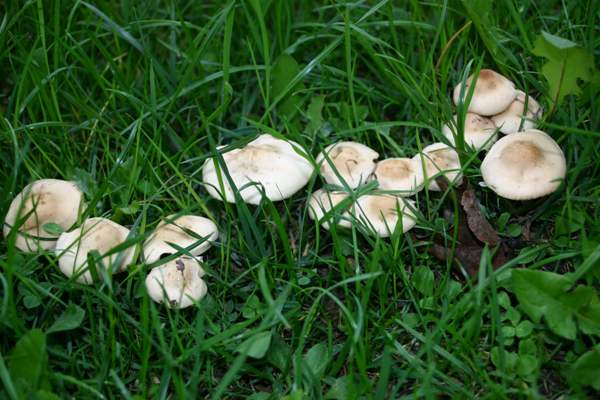 Полевые грибы крыма фото и названия