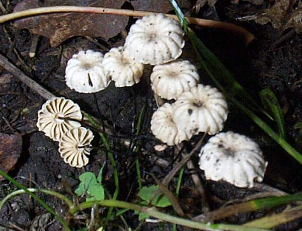Marasmius rotula, Hampshire, England