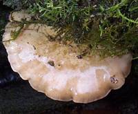 Cap of Sarcomyxa serotina