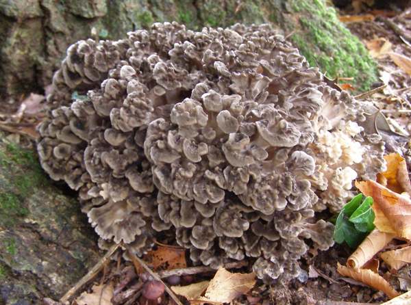Grifola frondosa - Hen of the Woods