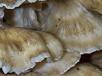 Upper surface of caps of Grifola frondosa
