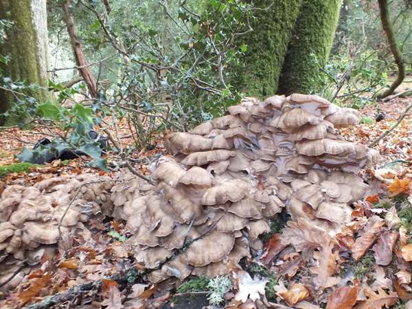 Grifola frondosa - Hen of the Woods, New Forest, England