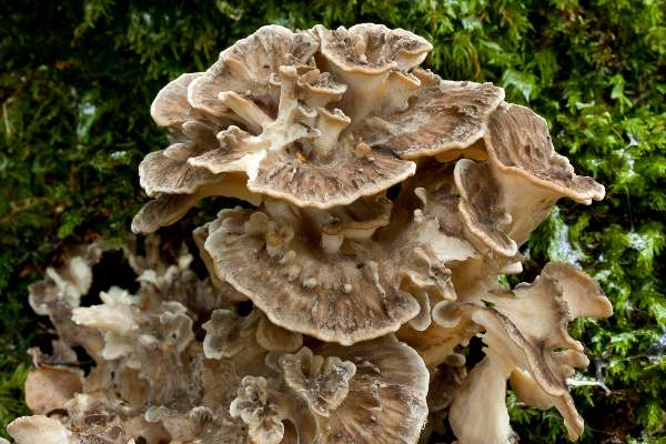 Grifola frondosa - Hen of the Woods, New Forest, Hampshire UK