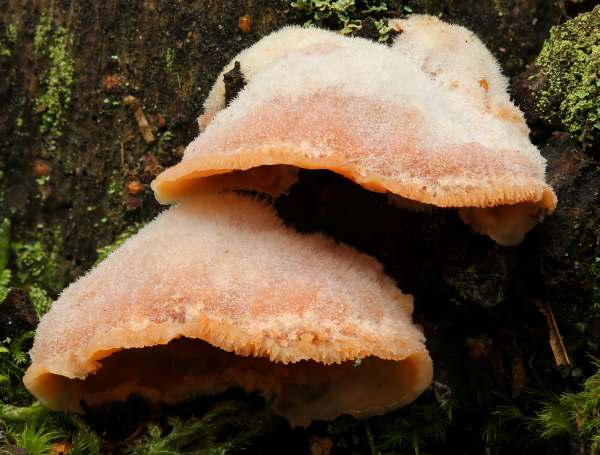 Jelly Rot, infertile surface, New Forest, England