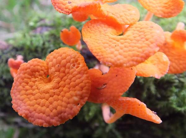 Favolaschia claudopus, Orange Porecap, Yelverton, England