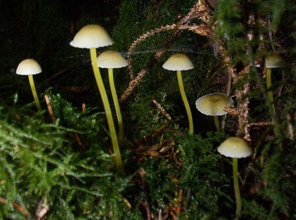 Mycena epipterygia - Yellowleg Bonnet in spruce woodland