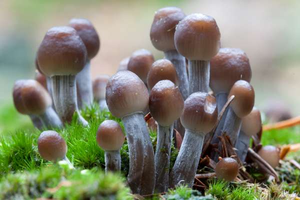 Mycena inclinata, a group of yound fruitbodies on a mossy oak stump