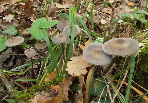 Mycena polygramma - Grooved Bonnet, in pine and oak woodland, France