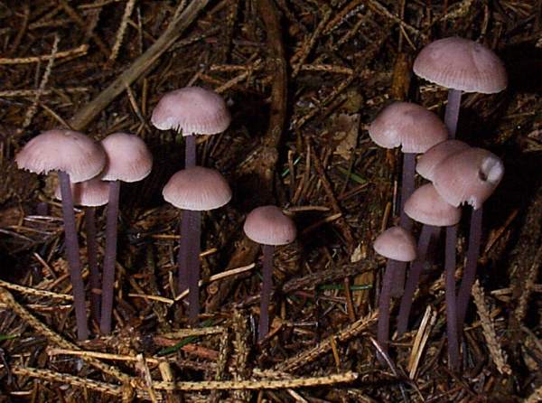 Large group of Lilac Bonnet fungi in spruce plantation