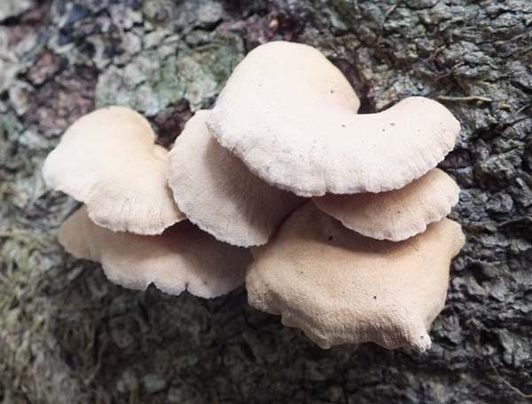 Panellus stipticus, New Forest, Hampshire