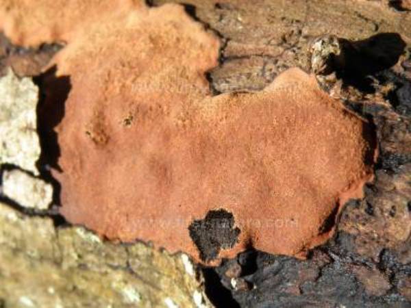 Peniophora incarnata  - Rosy Crust
