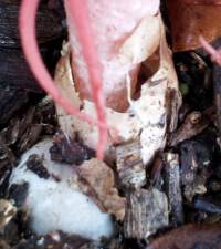 Volva and stem base of Aseroe rubra, Starfish Fungus or Anemone Stinkhorn