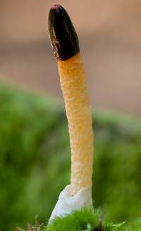 A Dog Stinkhorn newly emerged from its egg