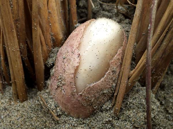 Egg of Phallus hadriani