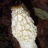 Honeycomb cap surface of Phallus impudicus after gleba has been removed by insects