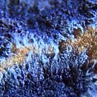Closeup of Cobalt Crust Teranea caerulea