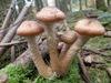 Armillaria gallica, Bulbous Honey Fungus