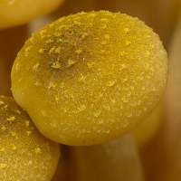 Cap of Armillaria mellea - honey fungus