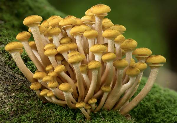 Armillaria mellea, Honey Fungus, Hampshire, England