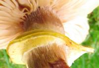 Yellow stem ring of Armillaria mellea, Honey Fungus