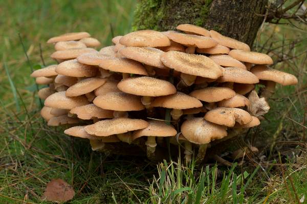 Honey Fungus Armillaria mellea at the base of an oak tree, southern England