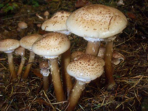 Armillaria ostoyae - Dark Honey Fungus