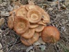 Desarmillaria tabescens, Ringless Honey Fungus