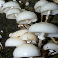 Porcelain fungus on a beech tree