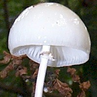 Cap of Oudemansiella mucida