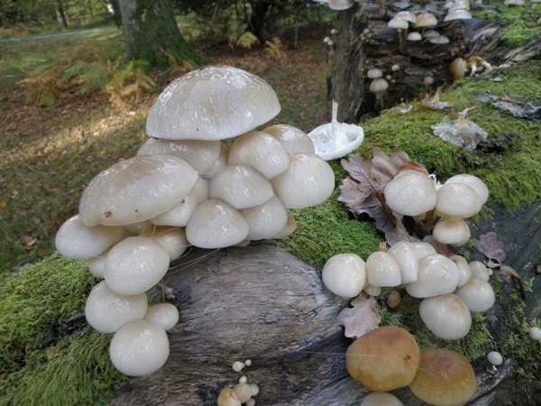 Mature Porcelain Fungi on a Beech branch