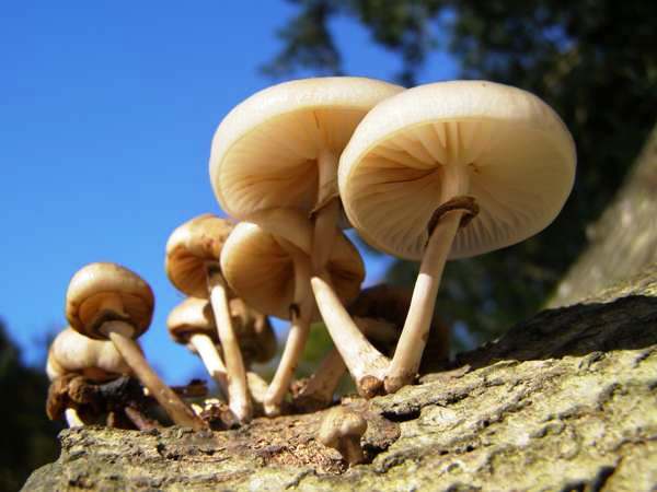 Sunlight shining through Porcelain Mushrooms, Aviemore, Scotland