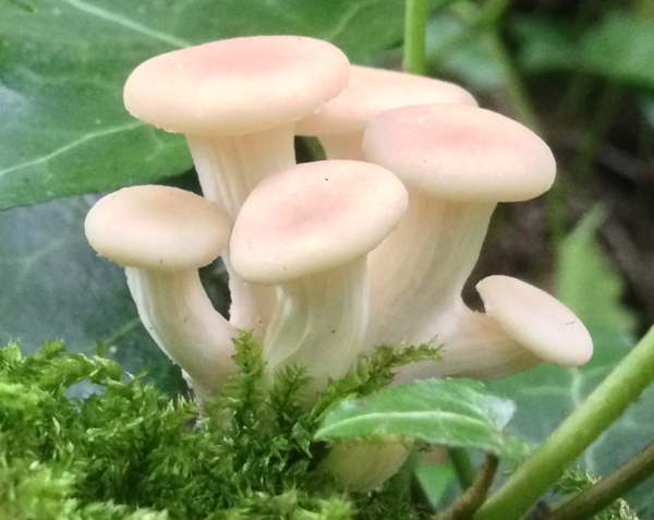 Pleurotus cornucopiae - Branched Oyster Mushroom