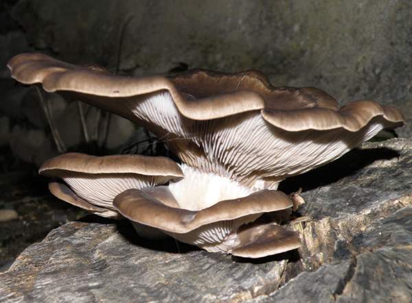 Pleurotus ostreatus - Oyster Mushroom