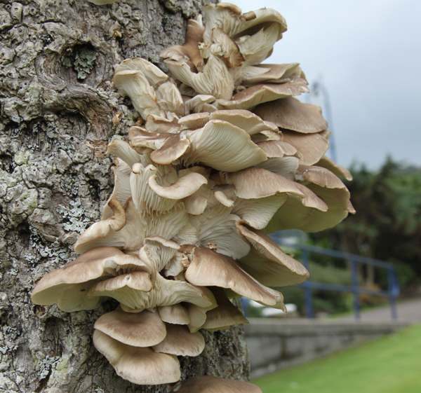 Oyster Mushrooms on a 'Cabage Tree', Isle of Bute