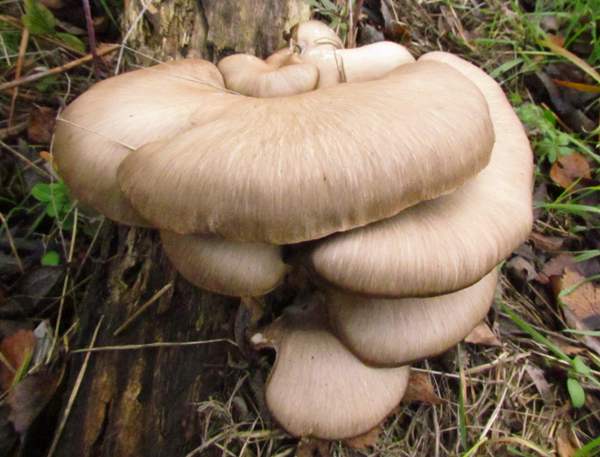 Pleurotus ostreatus, Oyster Mushroom, on a fallen beech trunk, Scotland