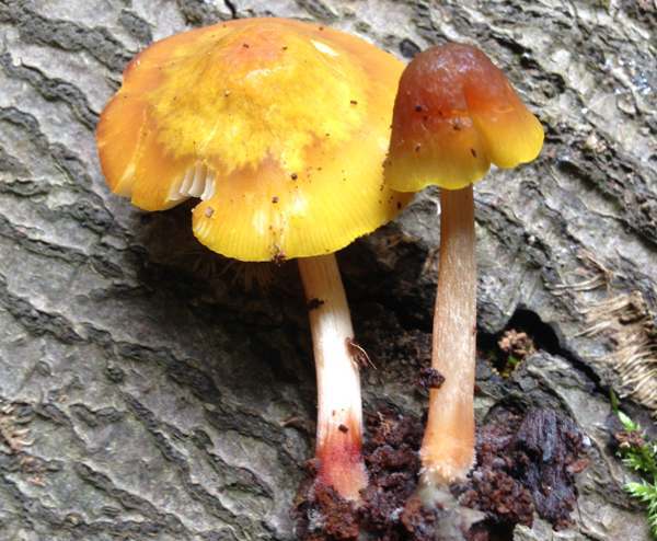 Pluteus aurantiorugosus, caps and stems