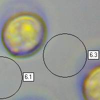 Spores of Pluteus romellii