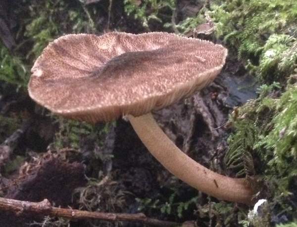 Pluteus umbrosus, Velvet Shield mushroom, southern England