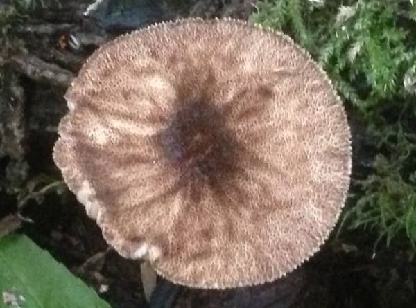 Top view of Pluteus umbrosus, Velvet Shield mushroom, southern England