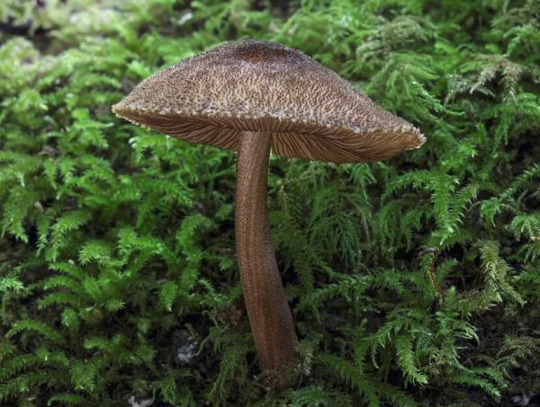 Pluteus umbrosus, Velvet Shield mushroom, UK