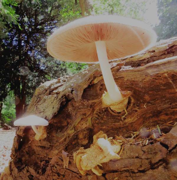 Silky Rosegill mushrooms on a rotting trunk