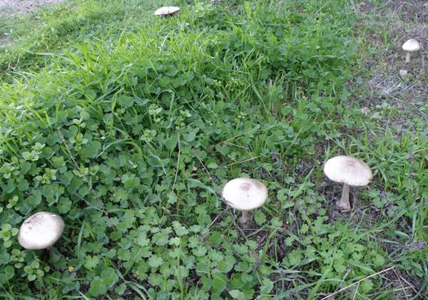 Stubble Rosegill fungi on a lawn